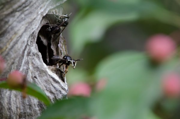 A large Black wasp emerges from a nest in the branches and leaves of a tree.