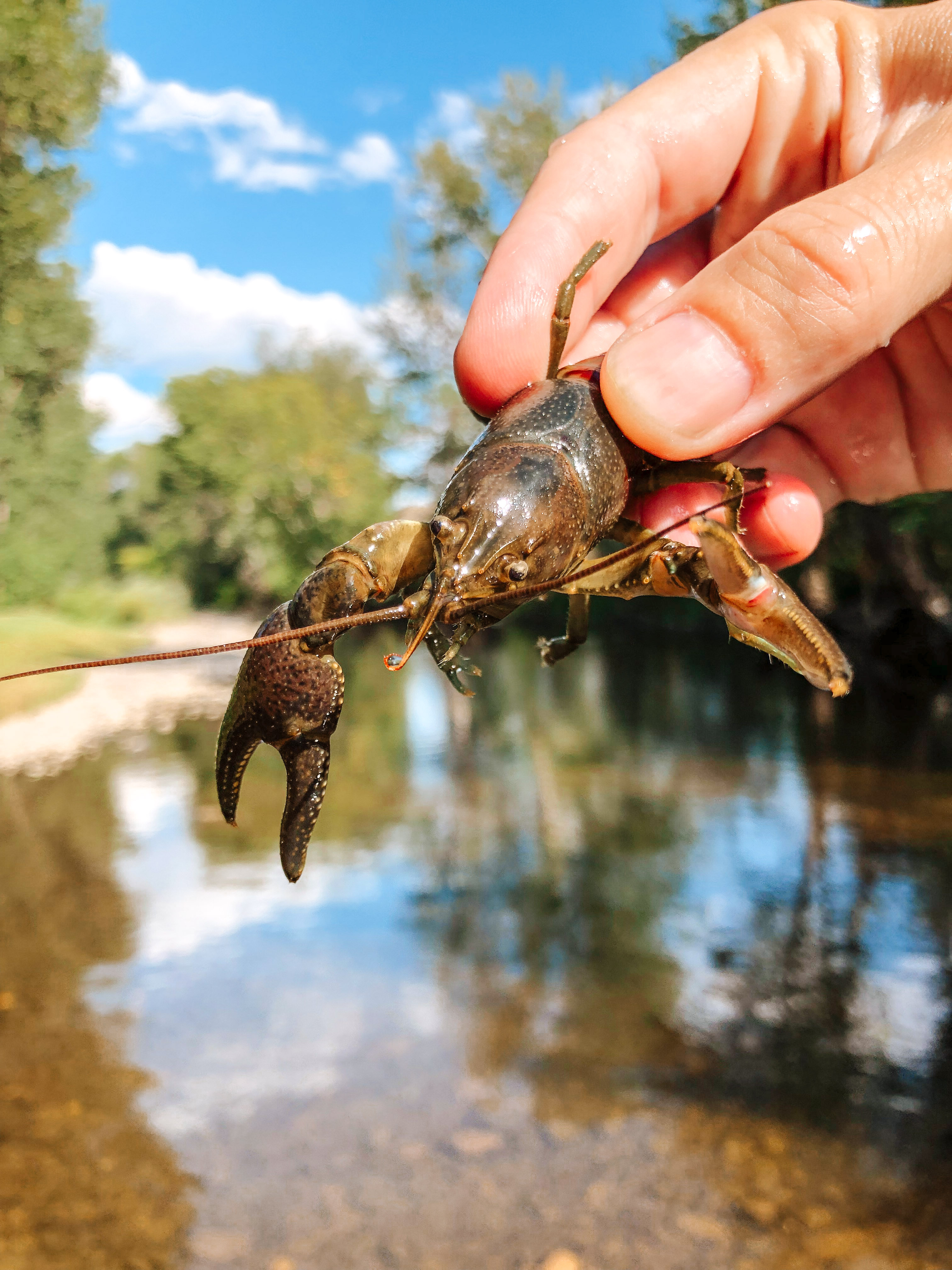Live Crawfish - Best Stock Images - Holding a live crawdad or crayfish, a freshwater lobster, over a shallow river.