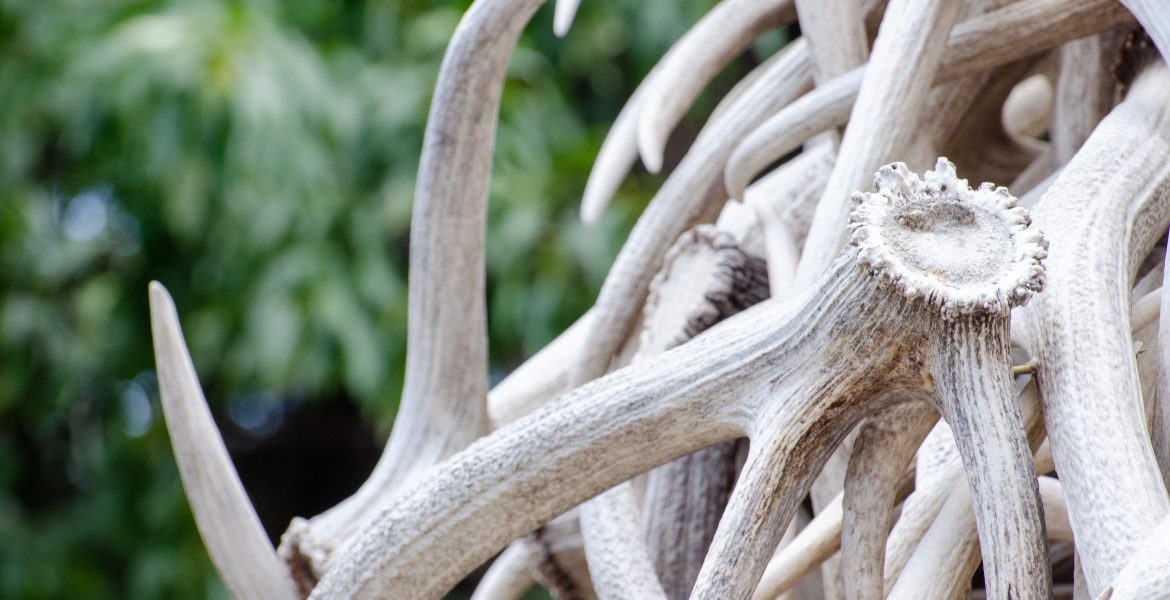 Western Wallpaper: Jackson, Wyoming Antler Arch Stock Photo Downloads. A close-up of deer and elk antlers, part of the historical antler arch entrances to Jackson, Wyoming's town square.