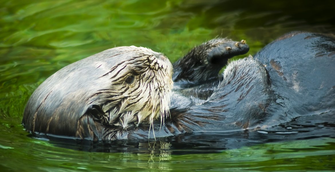 A sea otter swims on its back through water on the Oregon Coast, U.S.A. This close-up photo shows the otter's arms and front claws folded up over its body as it floats calmly through the water.