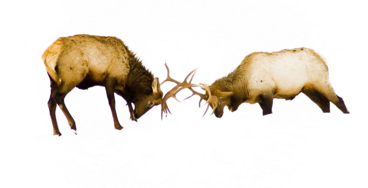 Two elk with large antler racks spar in the snow near Baker City, Oregon, USA.