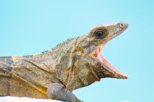 A large iguana yawns while looking at the camera. The pink of the reptile's mouth and jaw are visible against the blue background of the sky, and detail on the animal's scales is clearly visible in this macro photo.