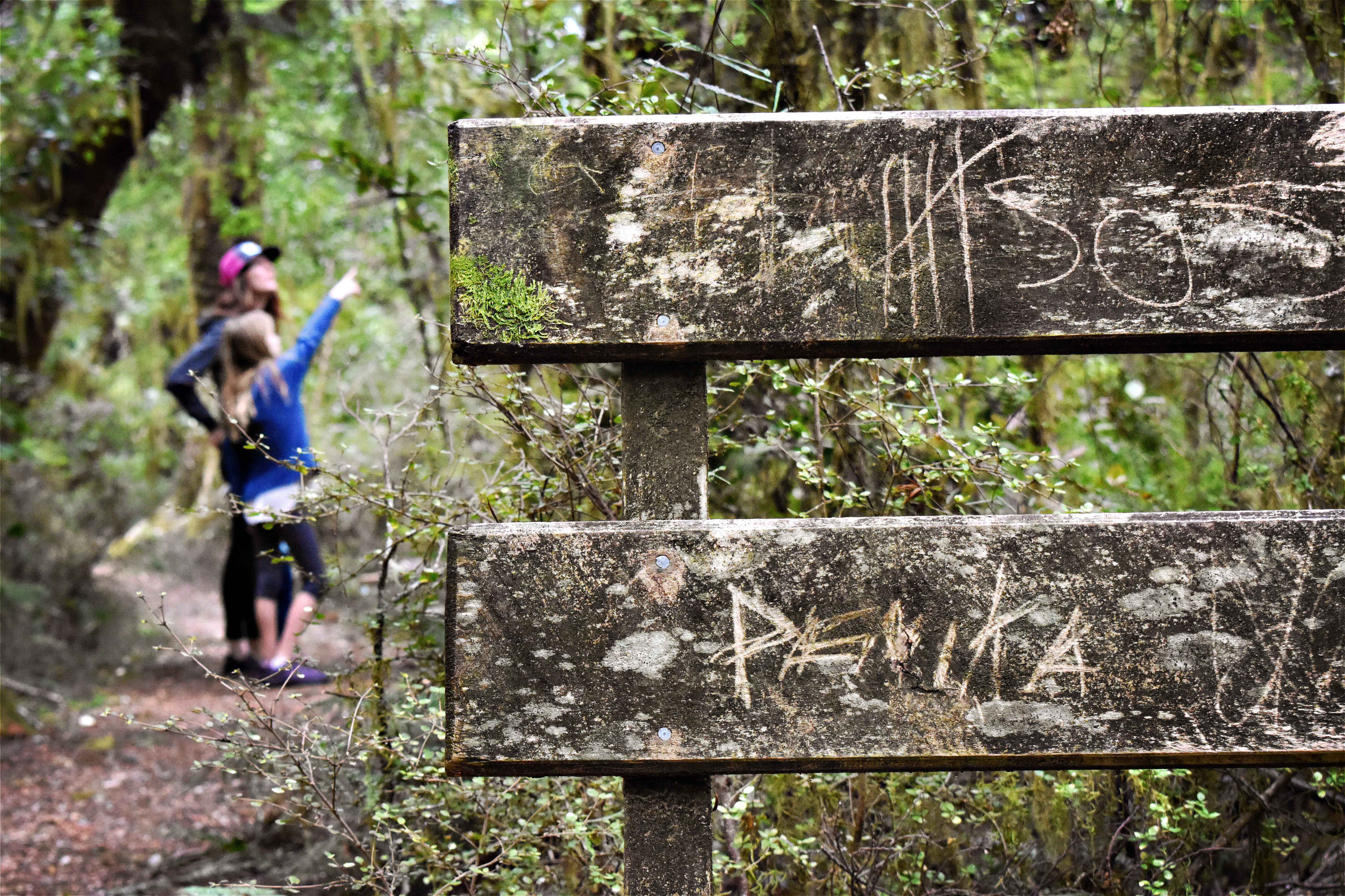 A family looks at native New Zealand bush on a trek around Makarora West's nature trails