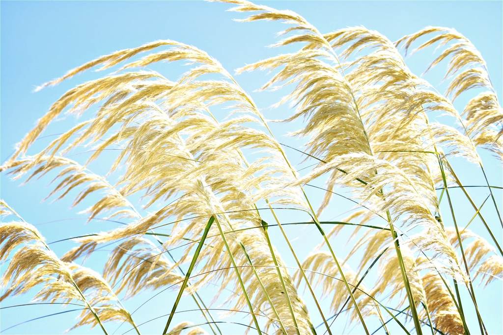 Tall native grasses blow under a bright blue sky on New Zealand's West Coast.