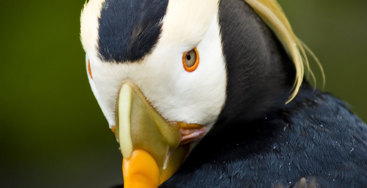 A Tufted Puffin tucks its orange and yellow beak behind its wing as it preens.