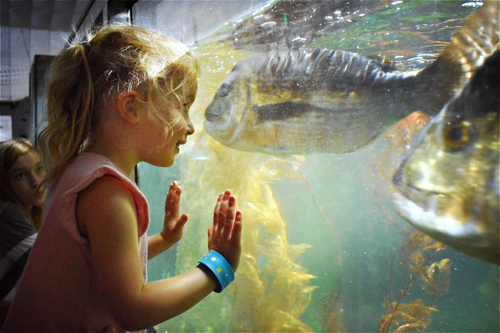 A young girl leans against the glass of a large fish tank in the EcoWorld Aquarium & Wildlife Rehabilitation Centre in Picton, New Zealand. Two large fish swim by the glass.