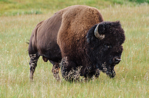 Yellowstone Vacation: A large American Bison or Buffalo stands in tall grass near the Madison River in Yellowstone National Park, Wyoming. The large grazing animal wanders through an open field while occasionally stopping to graze.