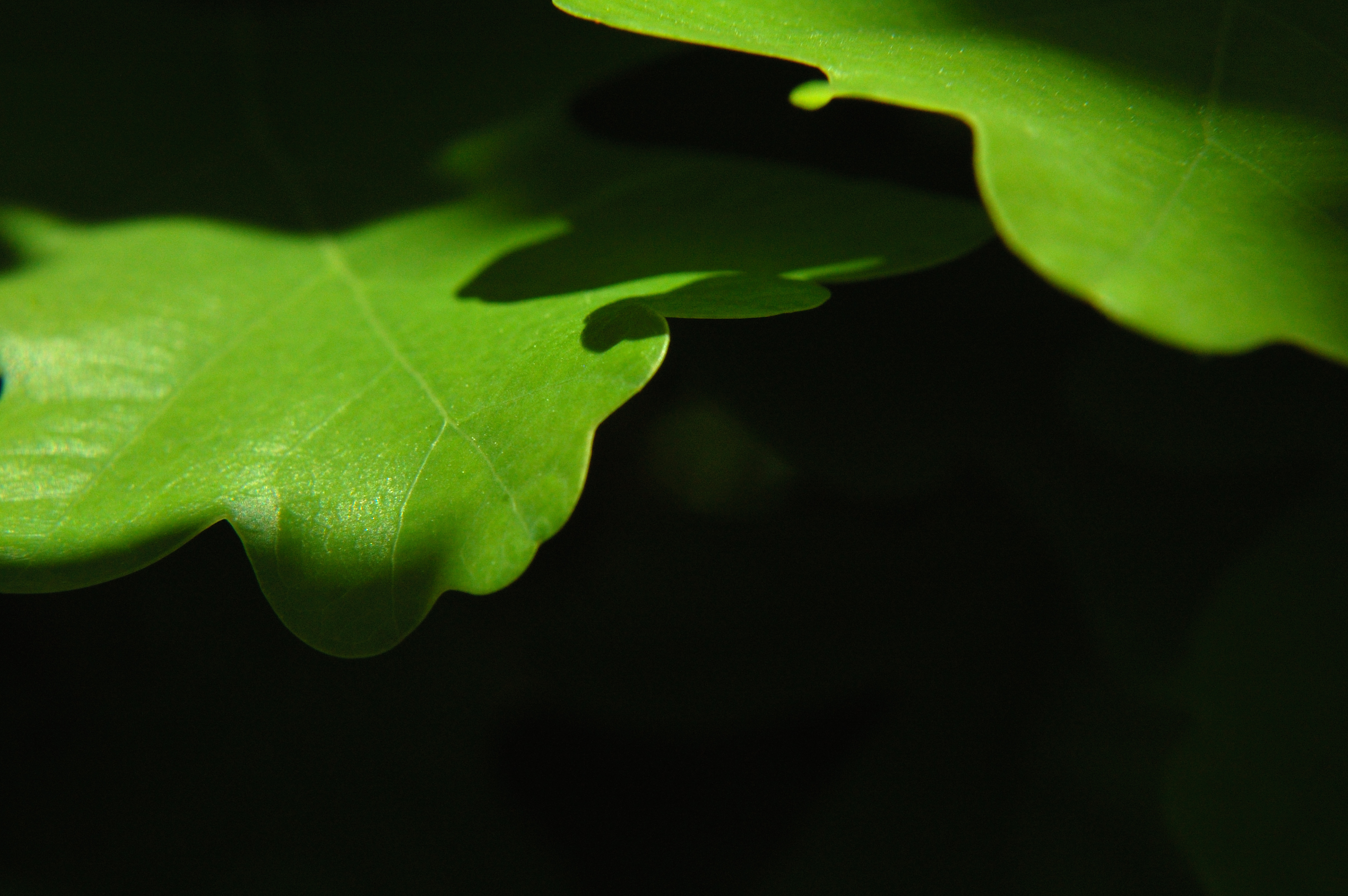 Leaf Photography - Free Leaf Design Images - Autumn or Fall leaves in the temperate region of the Pacific Northwest USA, Boise, Idaho.
