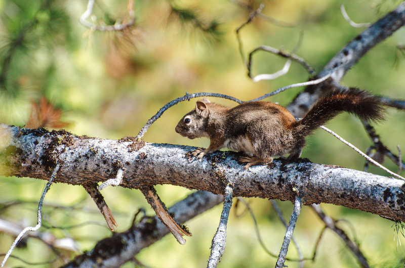 A common ground squirrel runs across a branch of a Ponderosa Pine Tree at Lake Cascade State Park, Idaho.